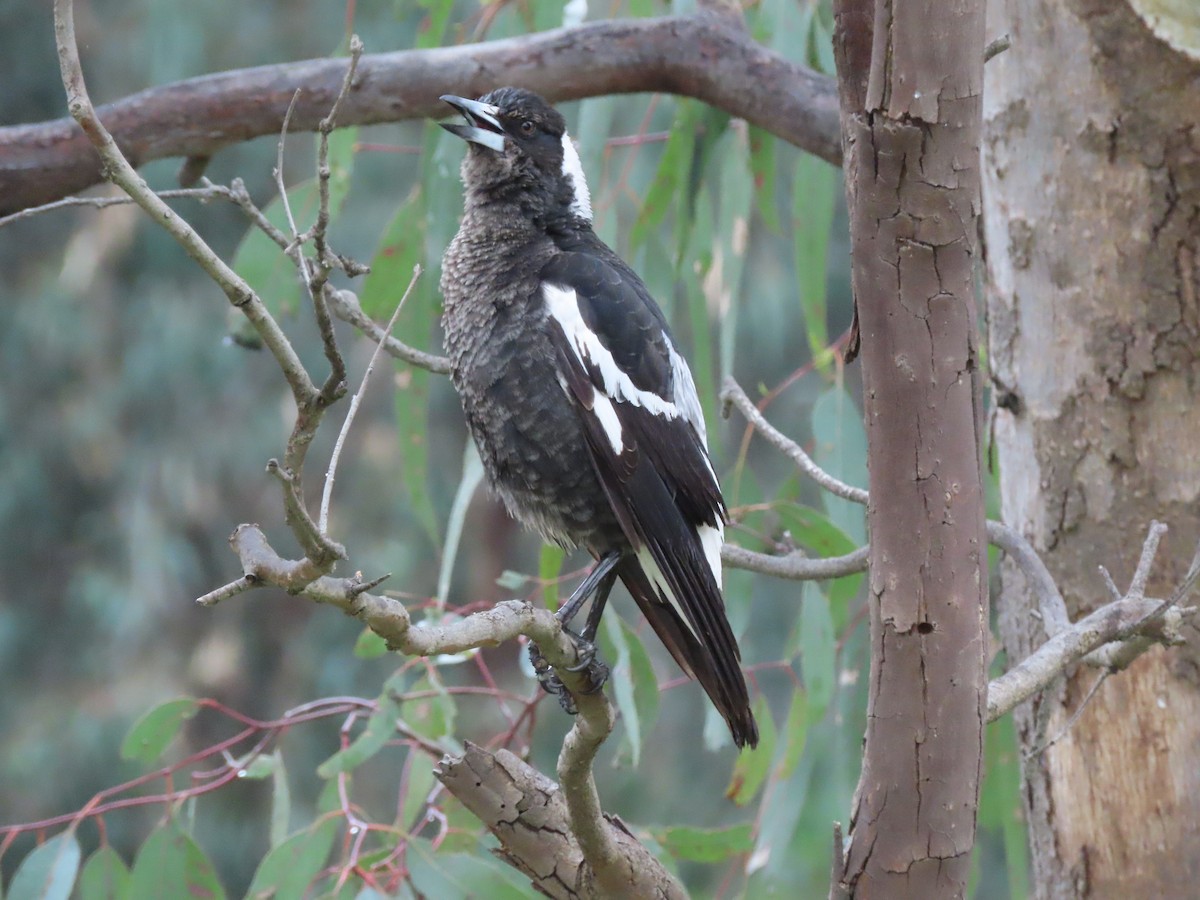 Australian Magpie - ML491077291