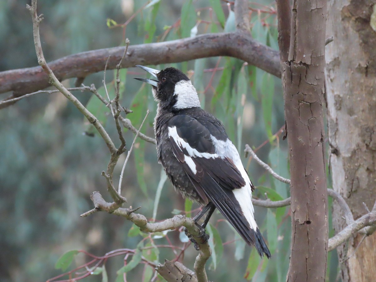 Australian Magpie - ML491077301