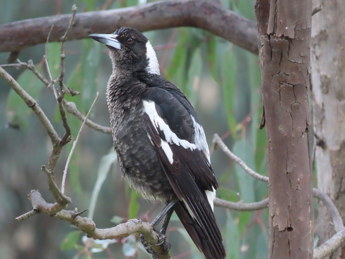 Australian Magpie - ML491077311