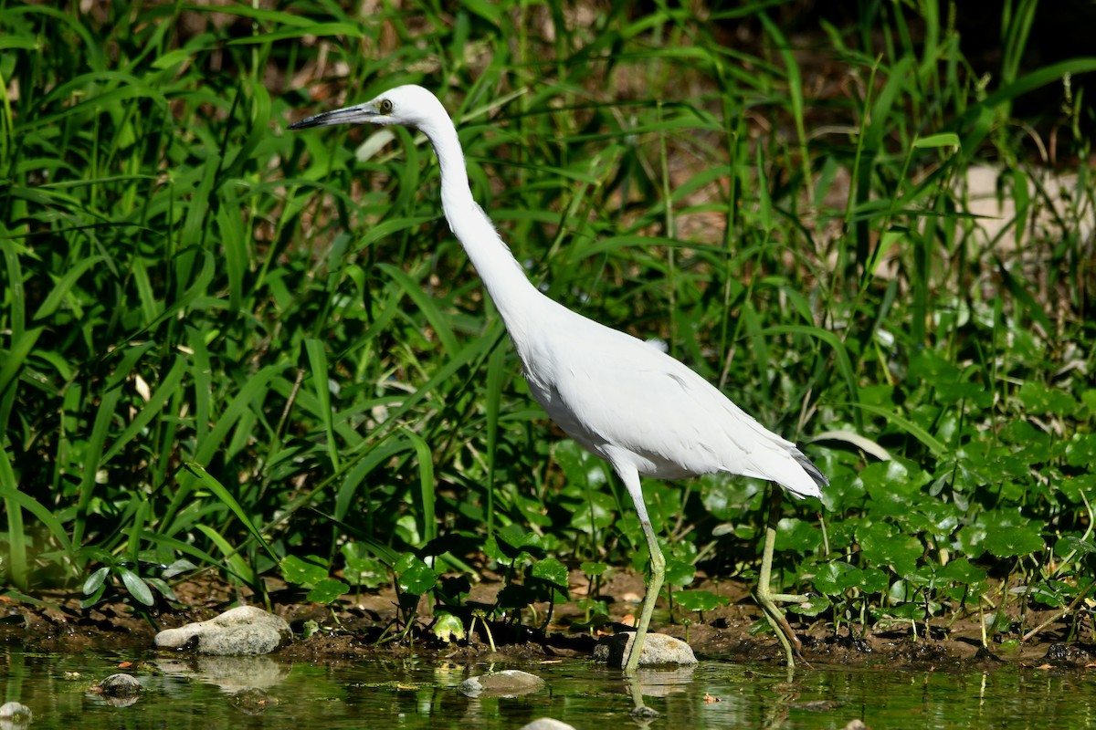 Little Blue Heron - ML491077461