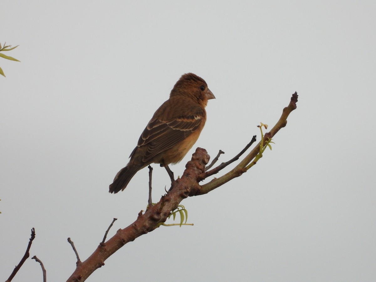 Blue Grosbeak - ML491078131