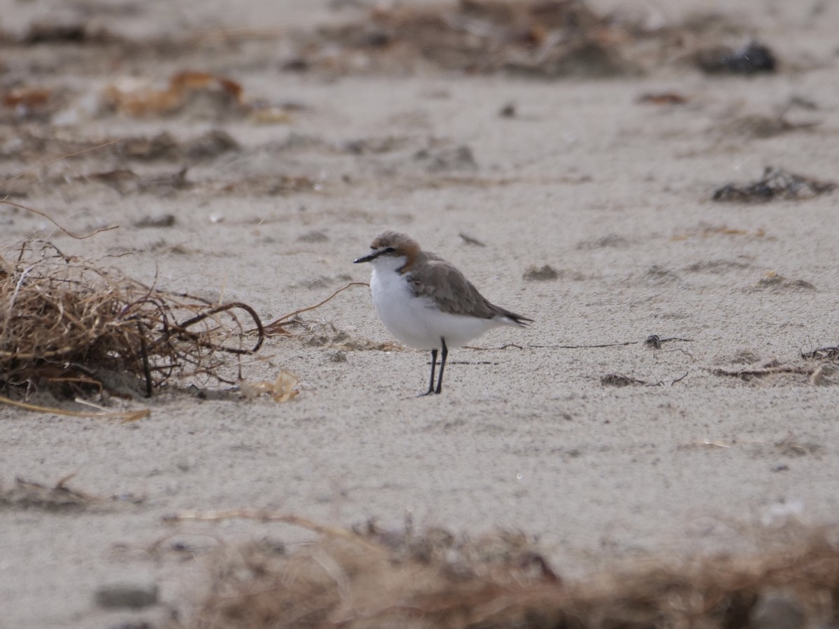 Red-capped Plover - ML491081121