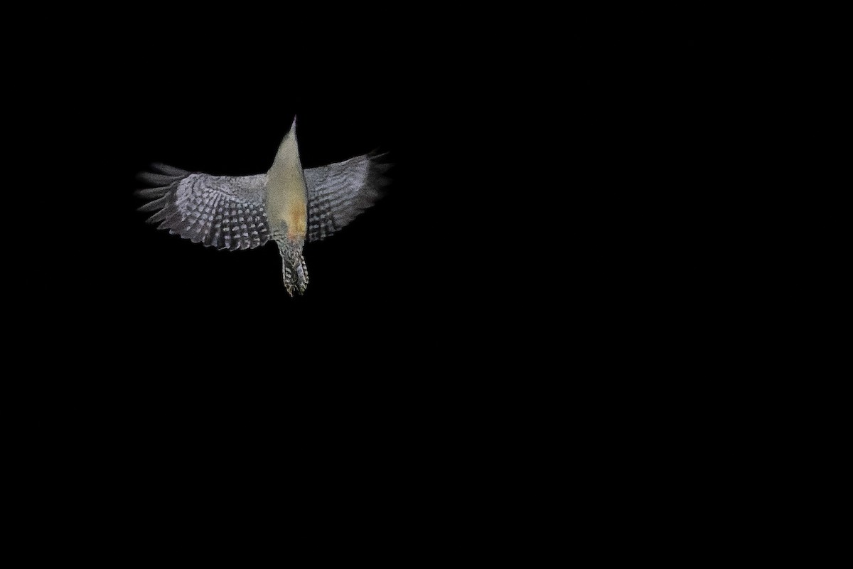 Red-bellied Woodpecker - ML491081341
