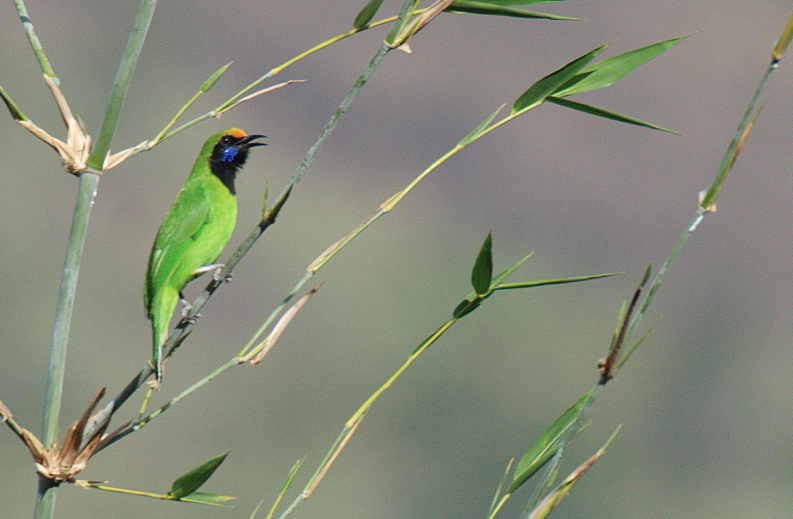 Golden-fronted Leafbird - ML491082681