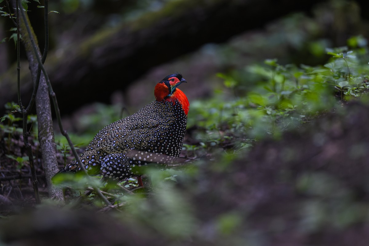 Tragopan de Hastings - ML491083171