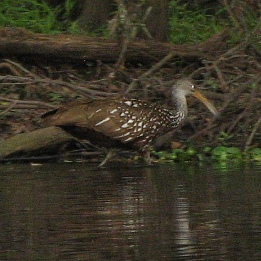 Limpkin - ML491083901