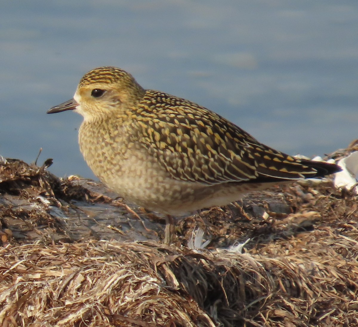 Pacific Golden-Plover - ML491084811