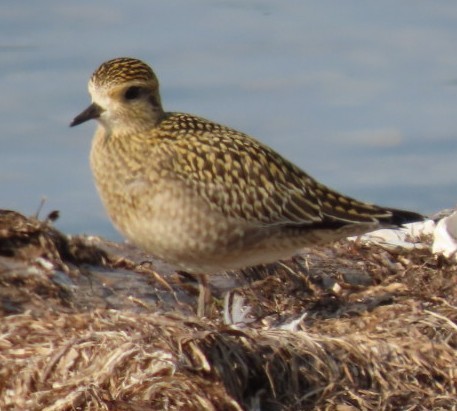 Pacific Golden-Plover - David Schmalz