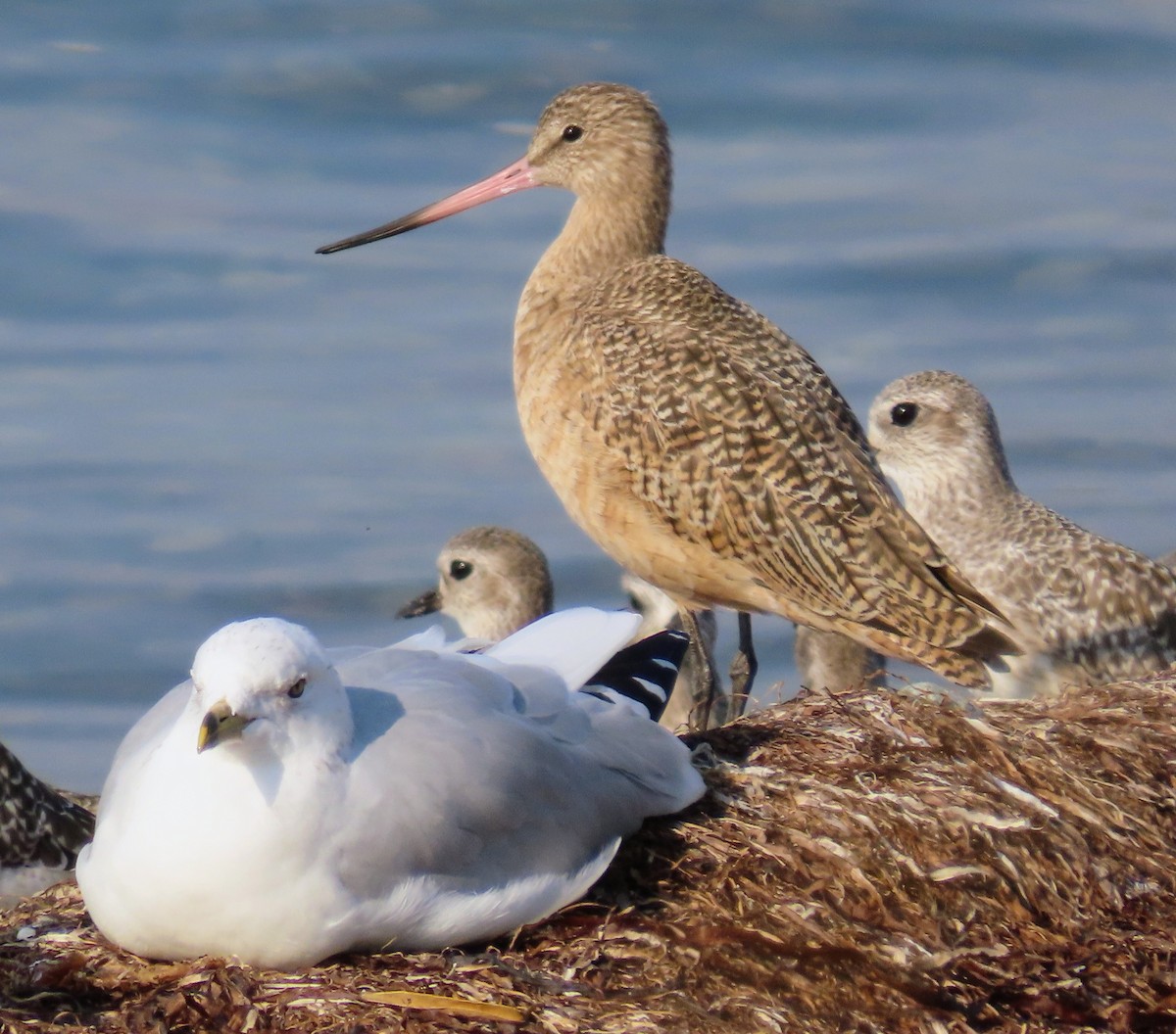 Marbled Godwit - ML491084981