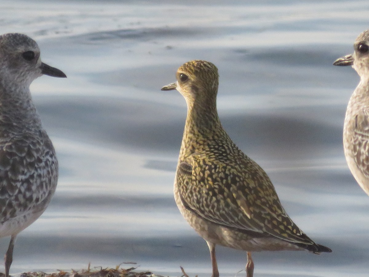 Pacific Golden-Plover - Philip Calise