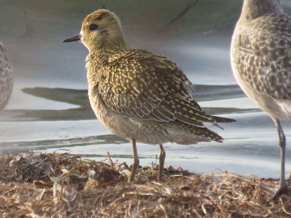 Pacific Golden-Plover - Philip Calise