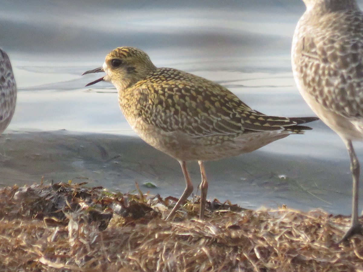 Pacific Golden-Plover - ML491085191