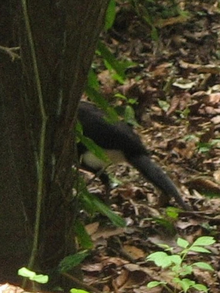 Great Curassow - ML491085671