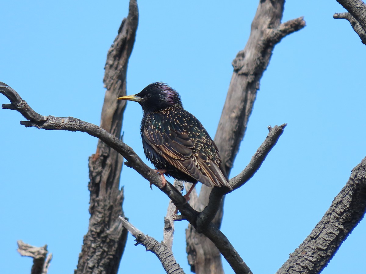 European Starling - Kyle Leader