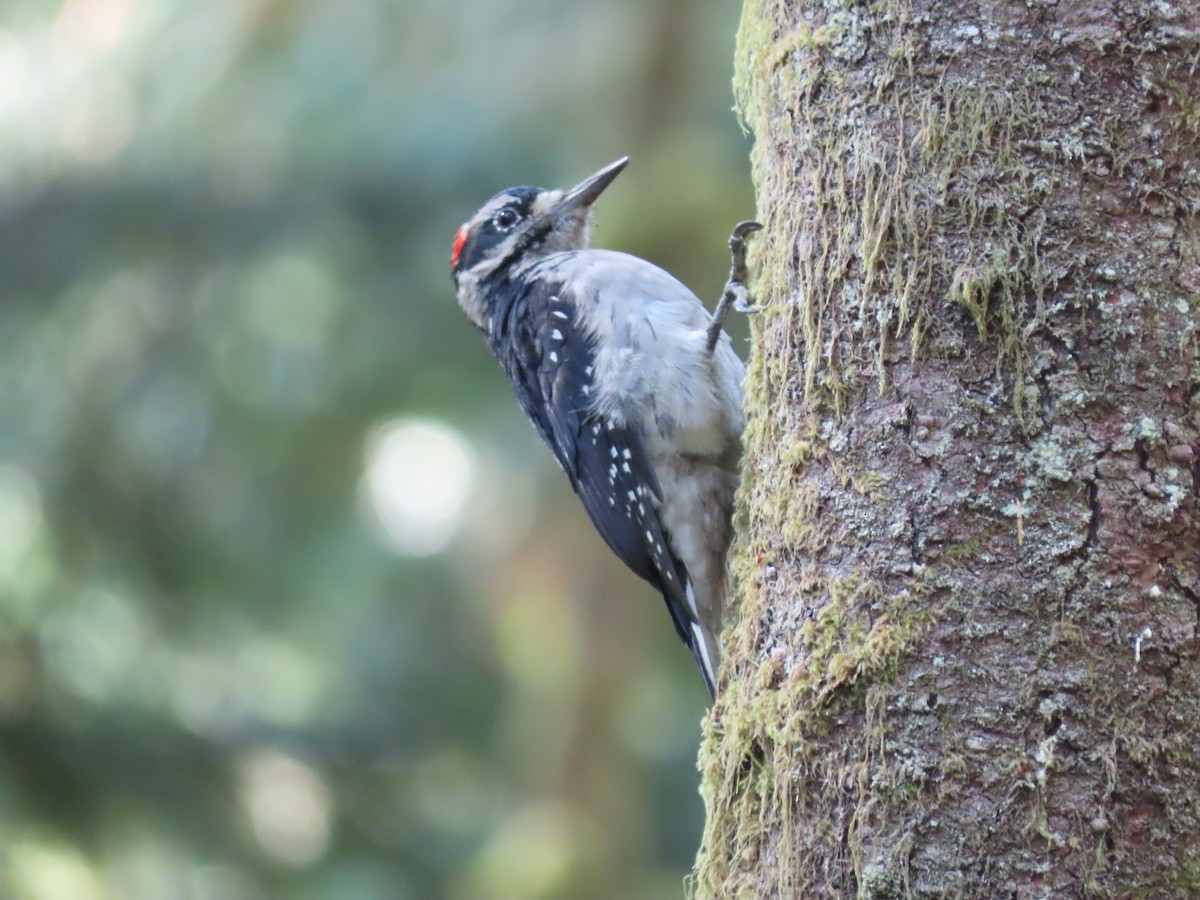 Hairy Woodpecker - ML491087511