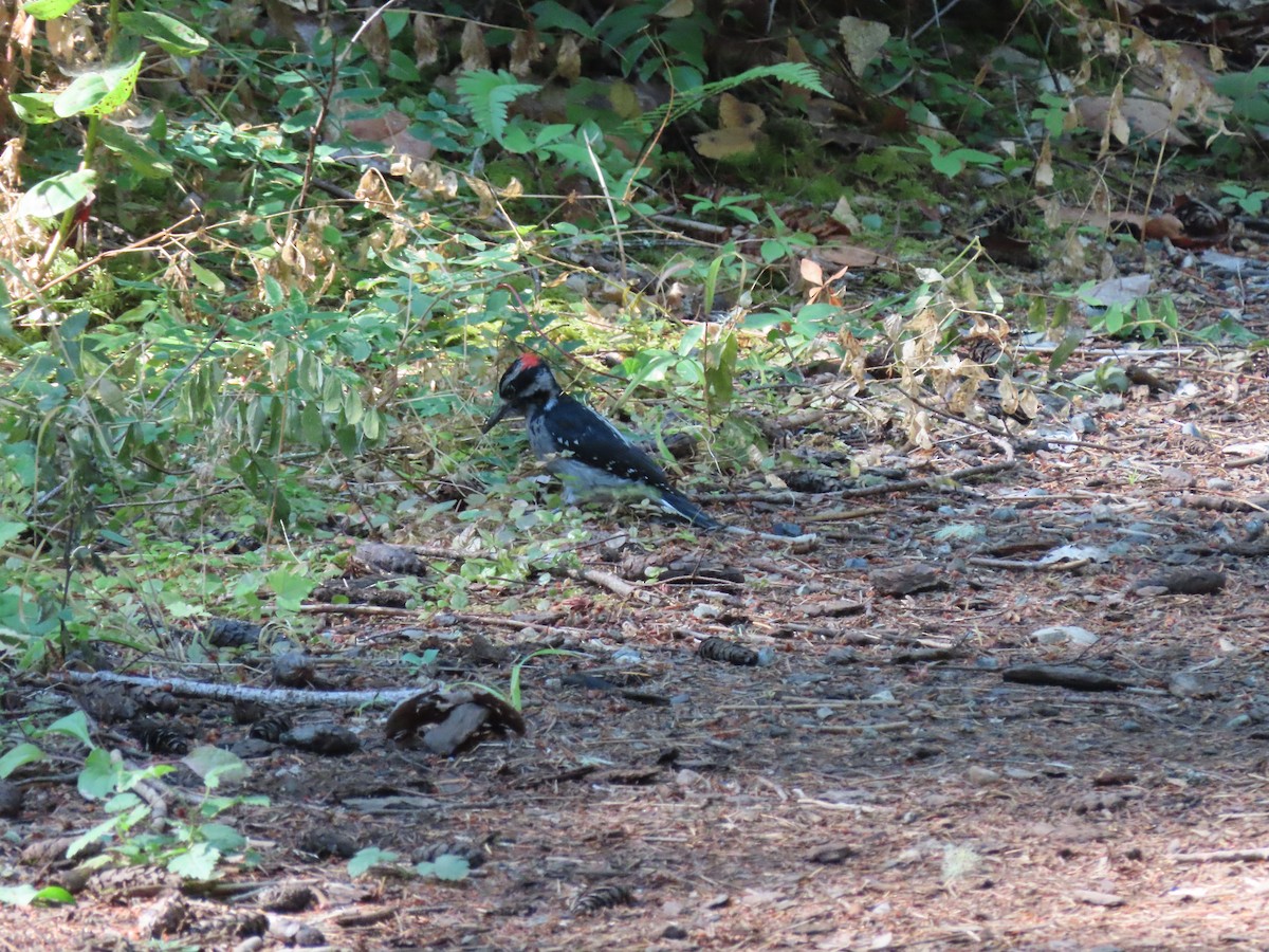 Hairy Woodpecker - ML491087521