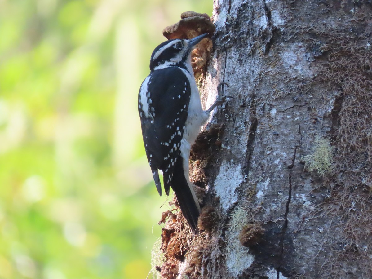 Hairy Woodpecker - ML491087921