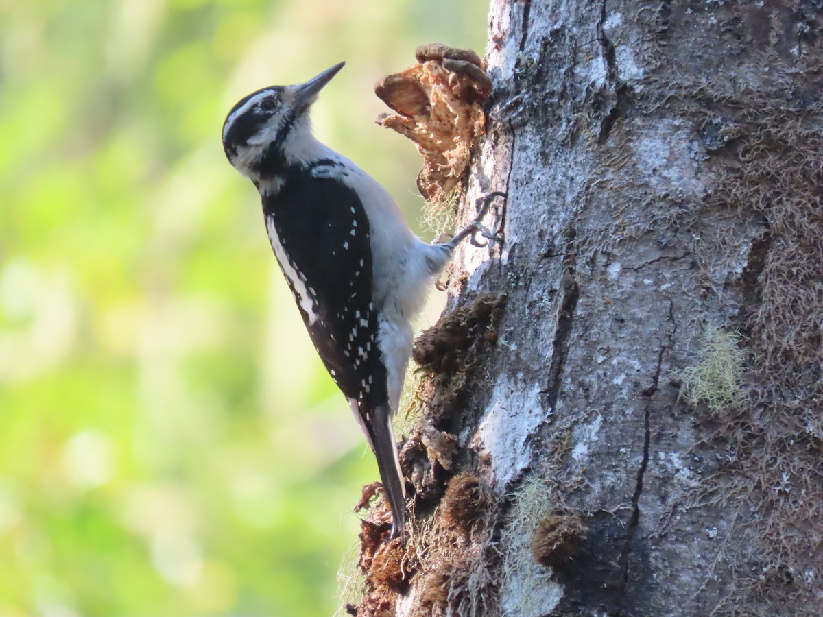 Hairy Woodpecker - ML491087931