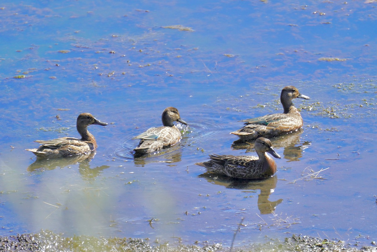 Blue-winged Teal - ML491088301