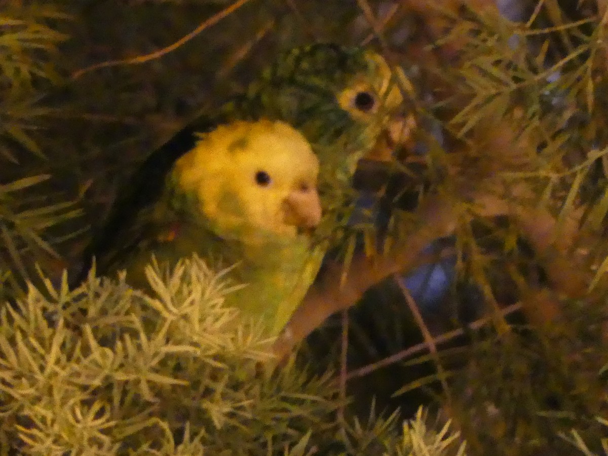 Yellow-headed Parrot - David Telles