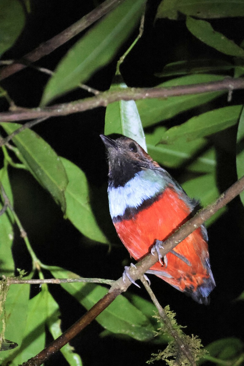 North Papuan Pitta - Will Betz