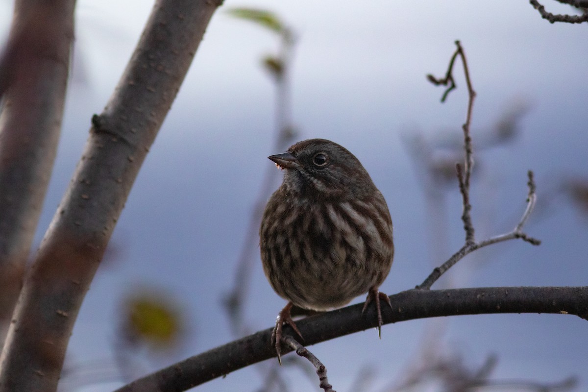 Song Sparrow - ML491091301