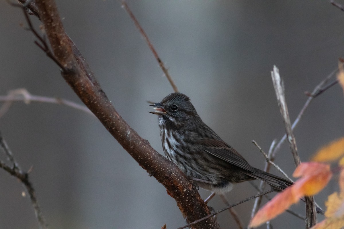 Song Sparrow - ML491091361