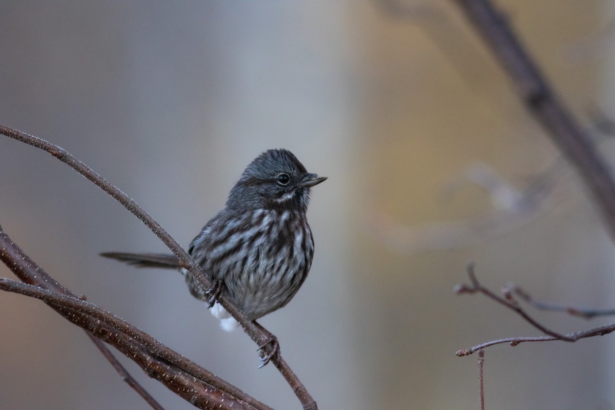 Song Sparrow - ML491091371