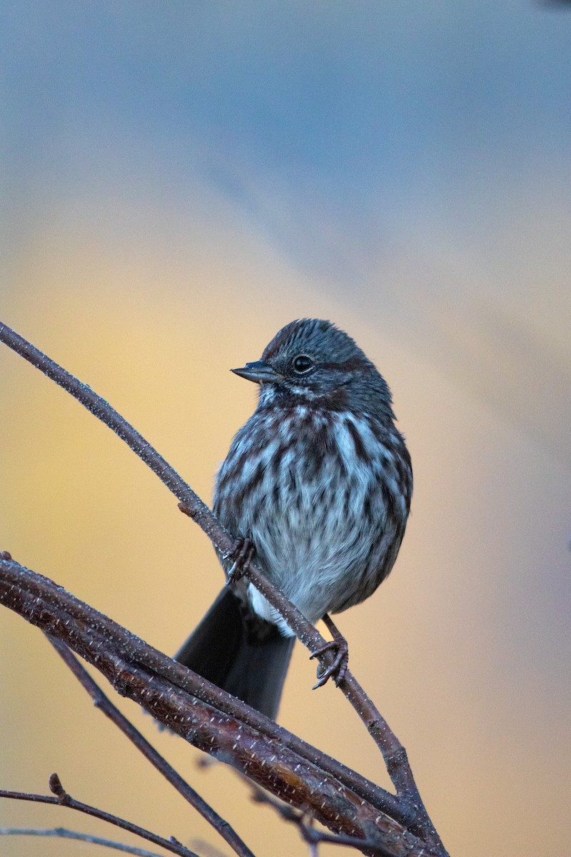 Song Sparrow - ML491091381