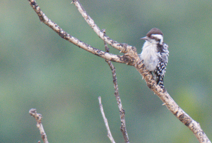 Brown-capped Pygmy Woodpecker - ML491092161