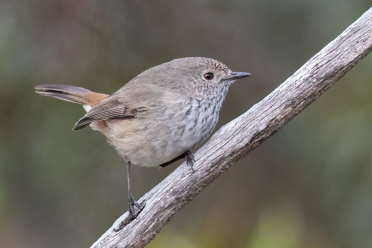 Inland Thornbill - Terence Alexander