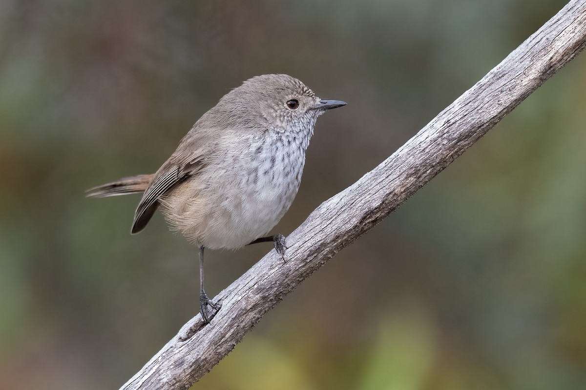 Inland Thornbill - Terence Alexander