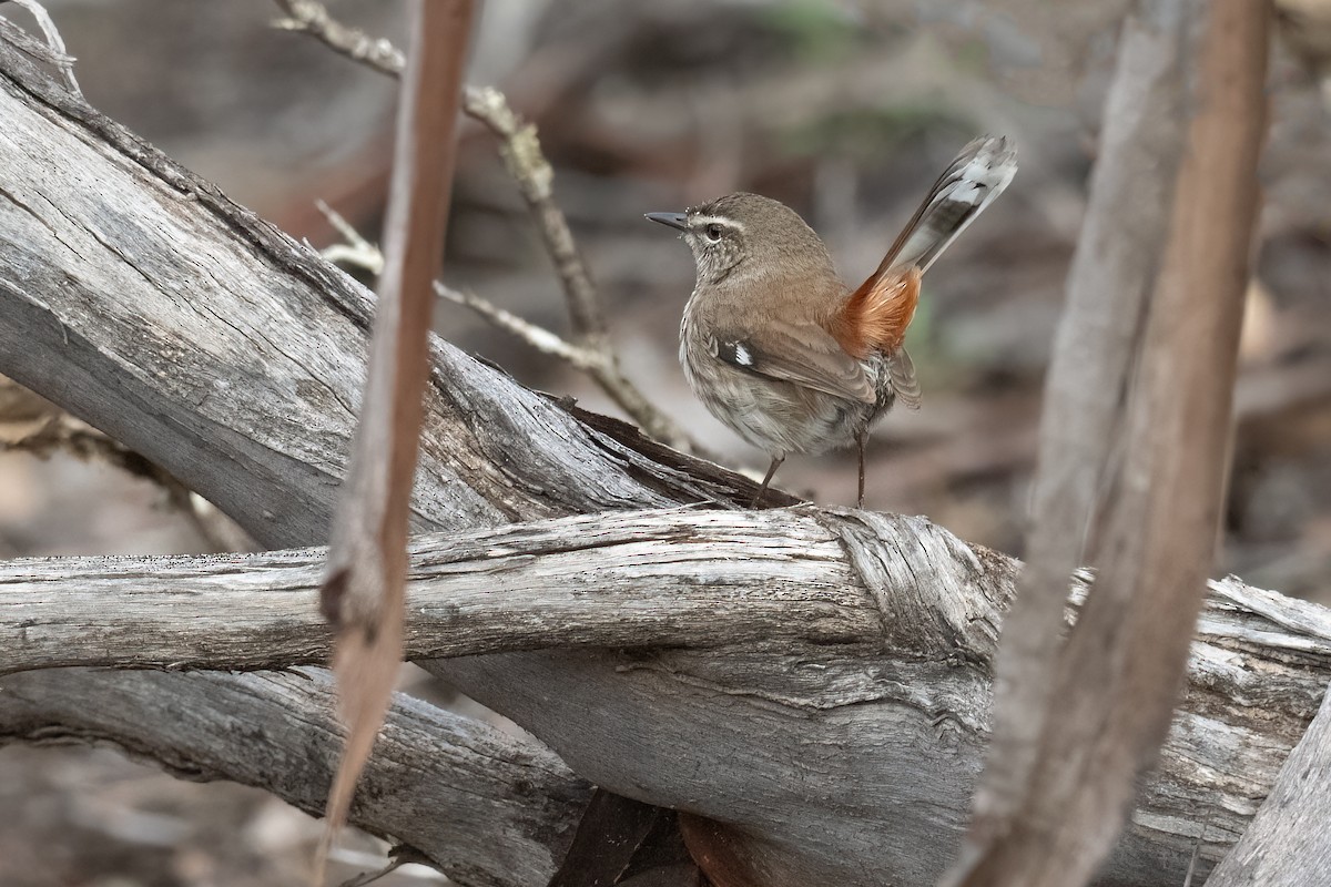 Shy Heathwren - Terence Alexander