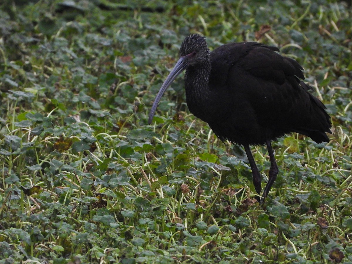 White-faced Ibis - ML491094101