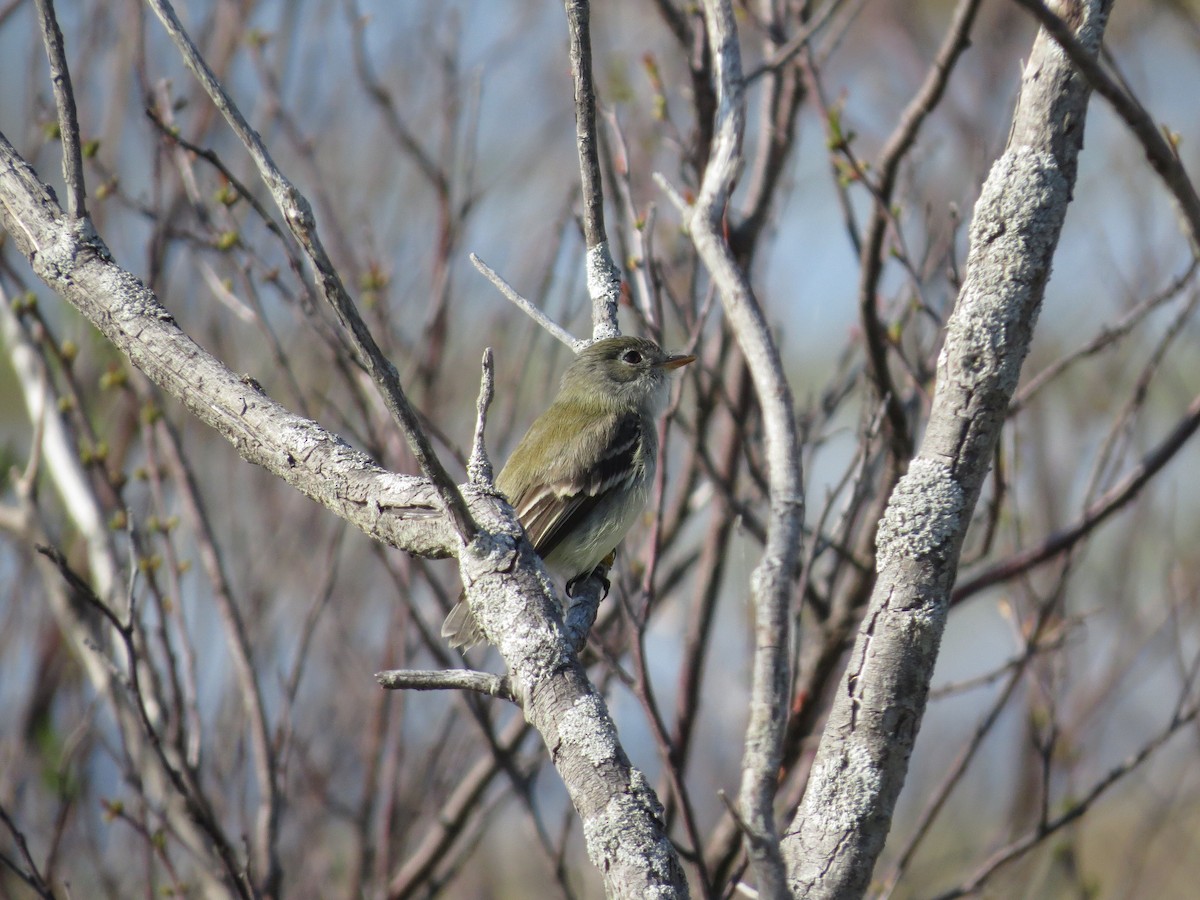 Willow Flycatcher - ML49109421