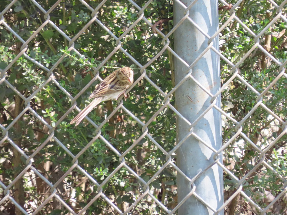 Clay-colored Sparrow - Kelly Coles