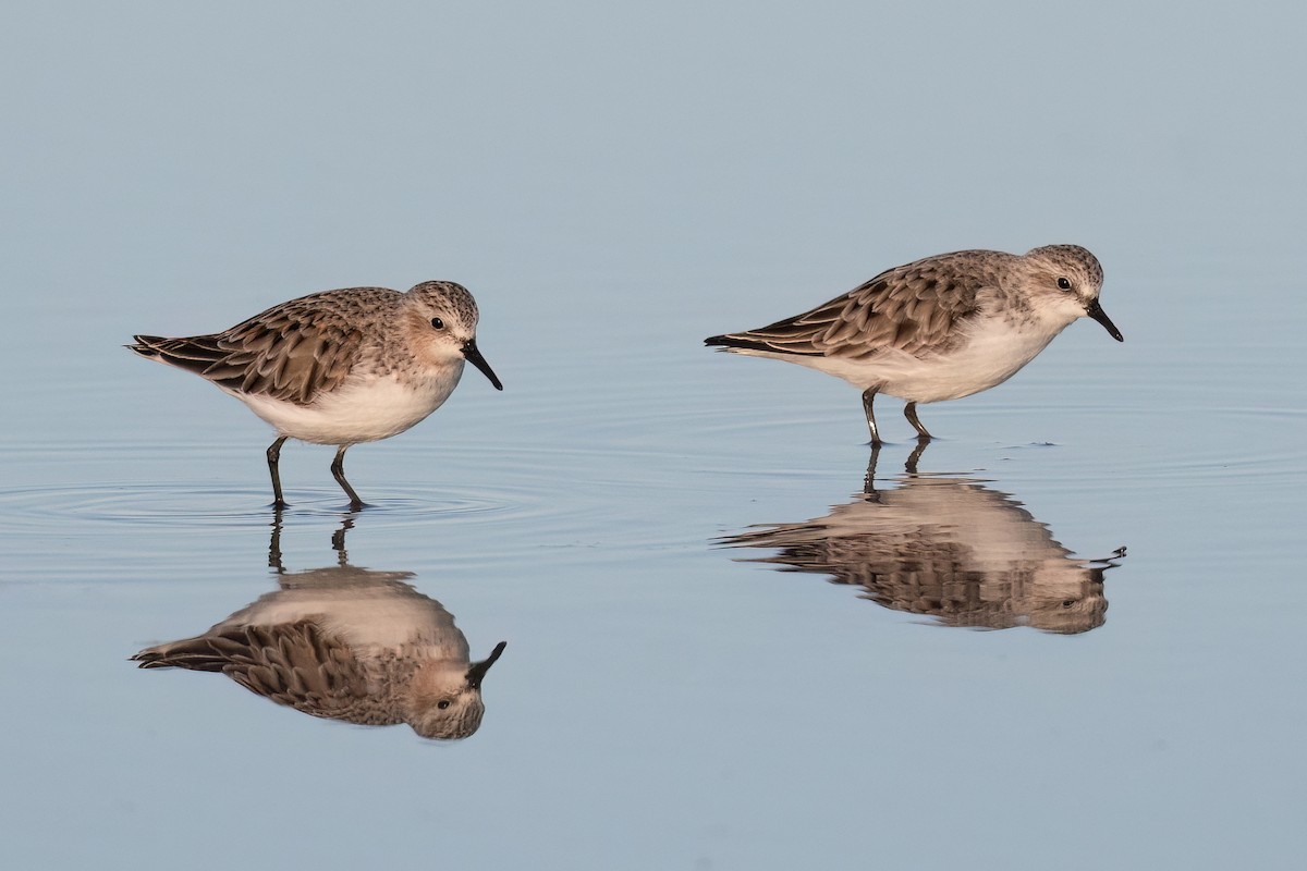 Red-necked Stint - ML491095361