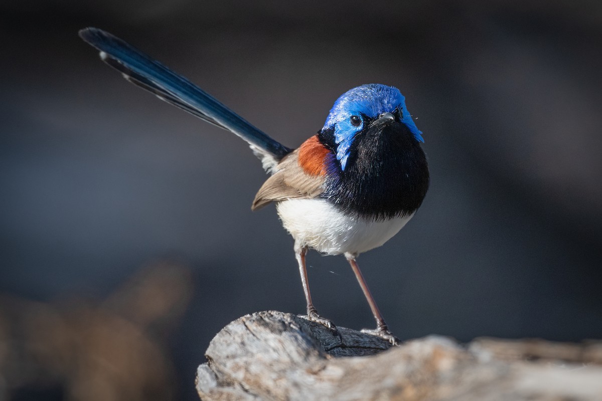 Purple-backed Fairywren - ML491095391