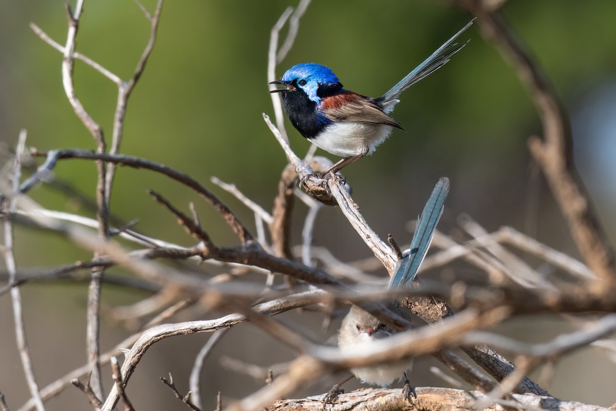 Purple-backed Fairywren - ML491095411