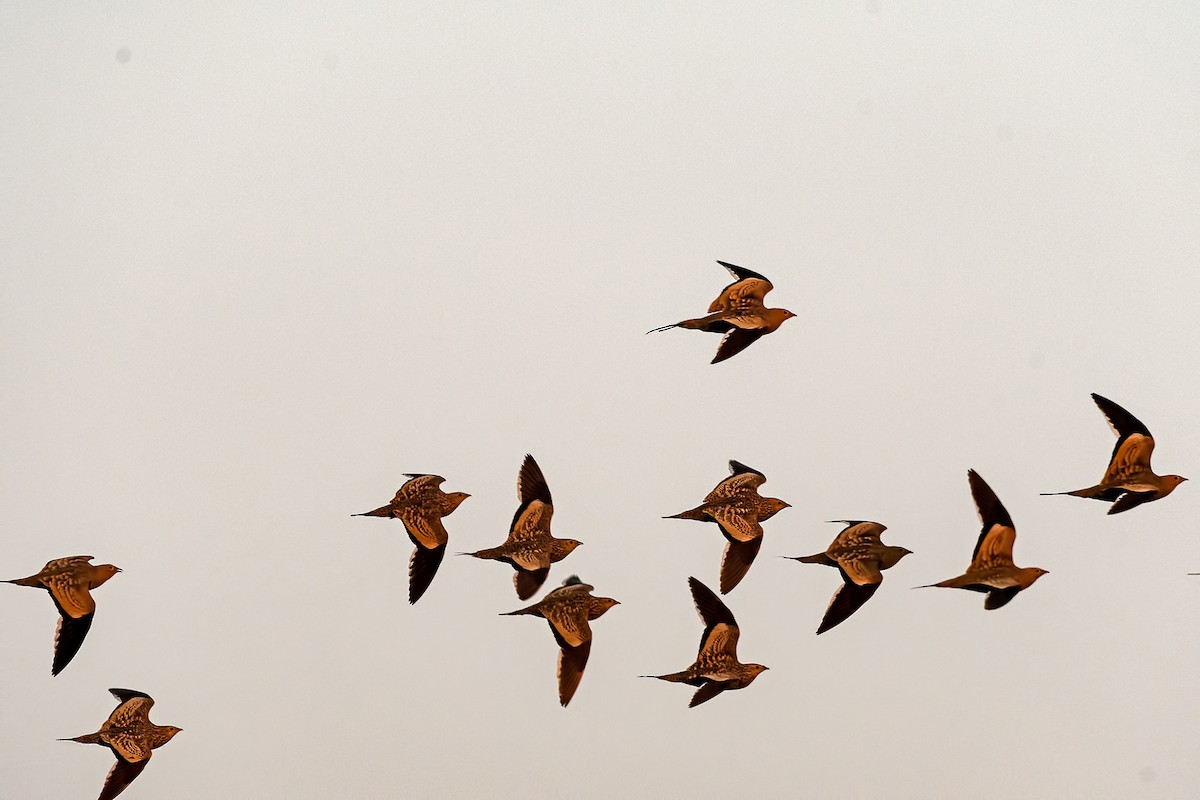 Chestnut-bellied Sandgrouse - ML491096941