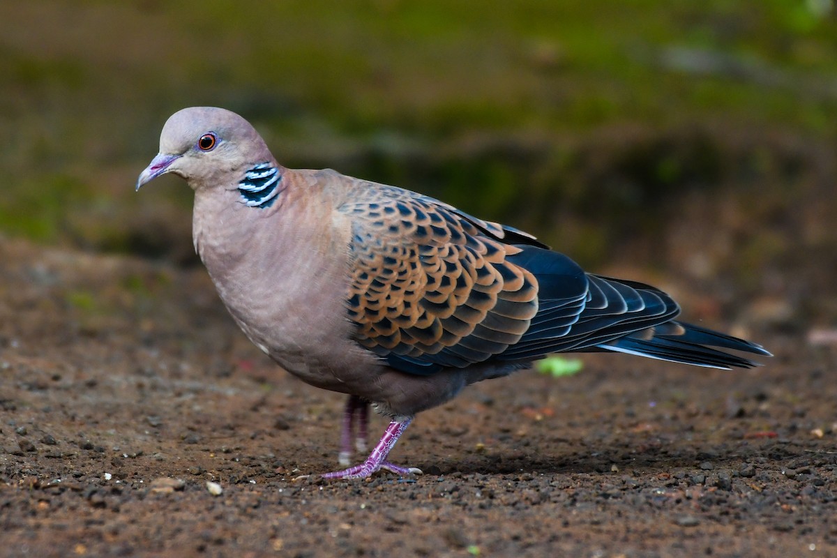 Oriental Turtle-Dove - ML491097301