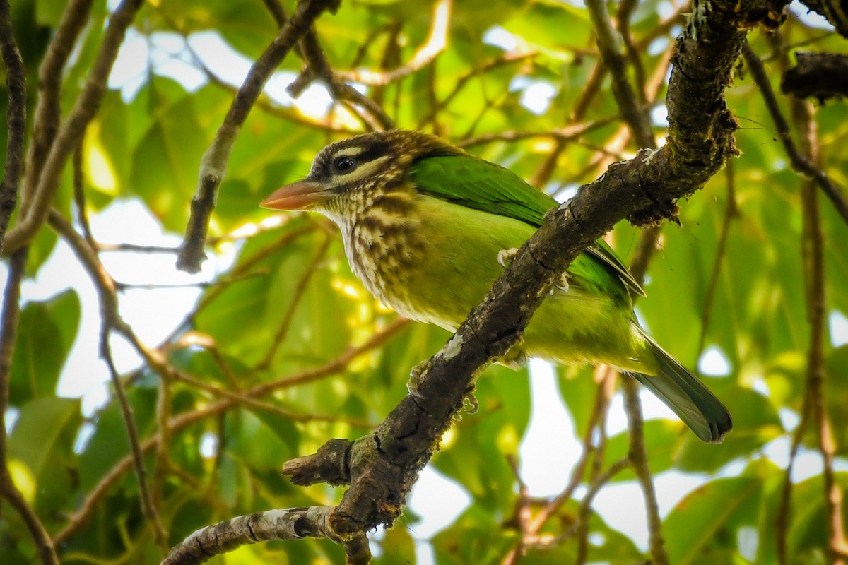 White-cheeked Barbet - ML491097421