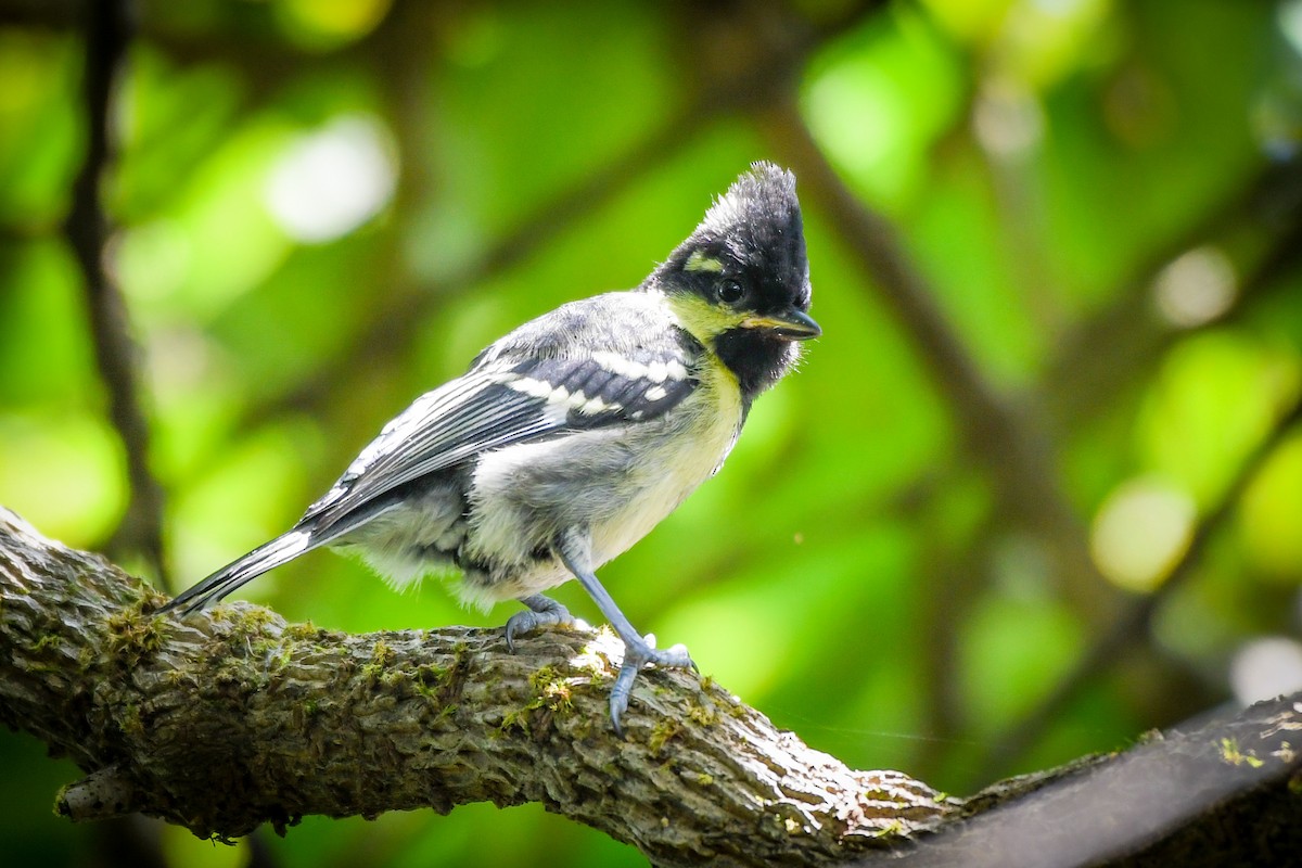 Indian Yellow Tit - ML491097441