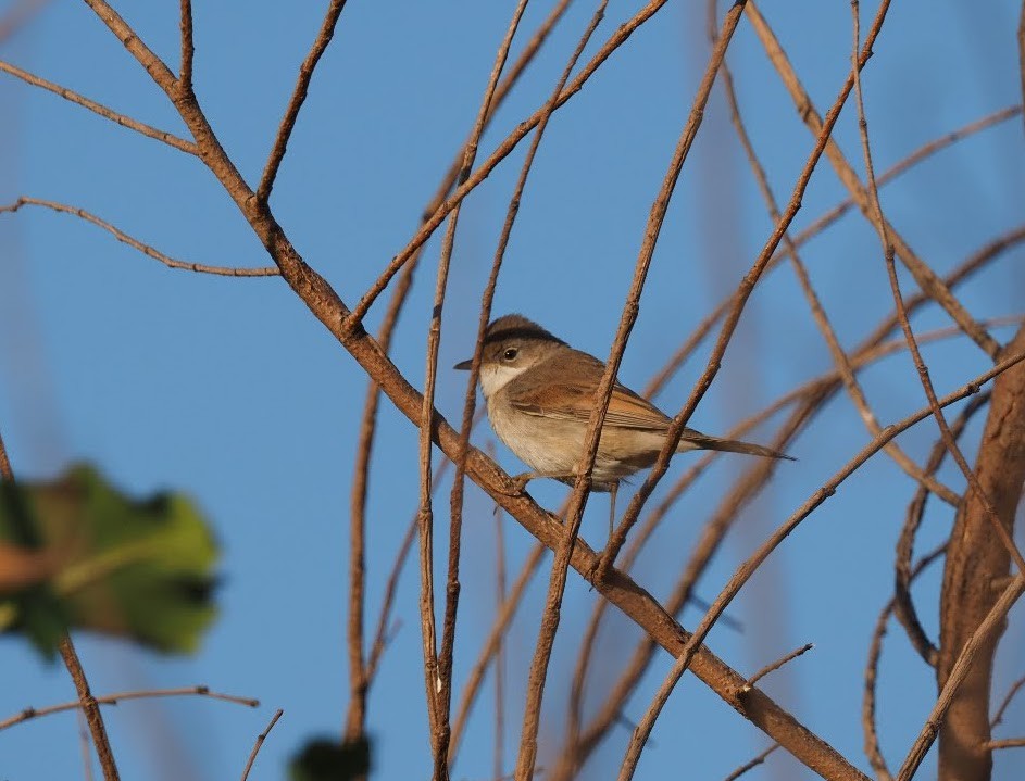 Greater Whitethroat - ML491097721