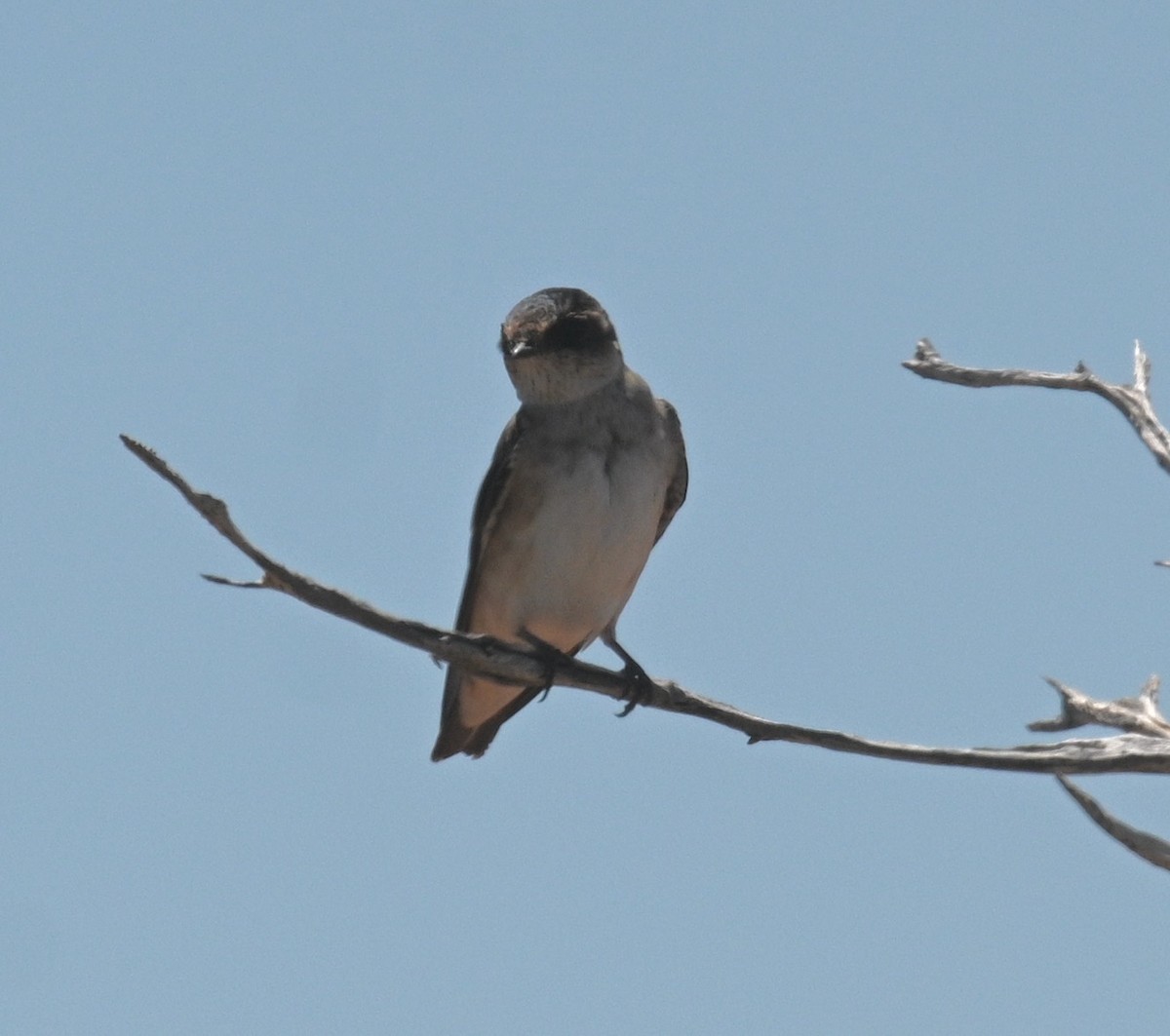 Golondrina Arborícola - ML491098661