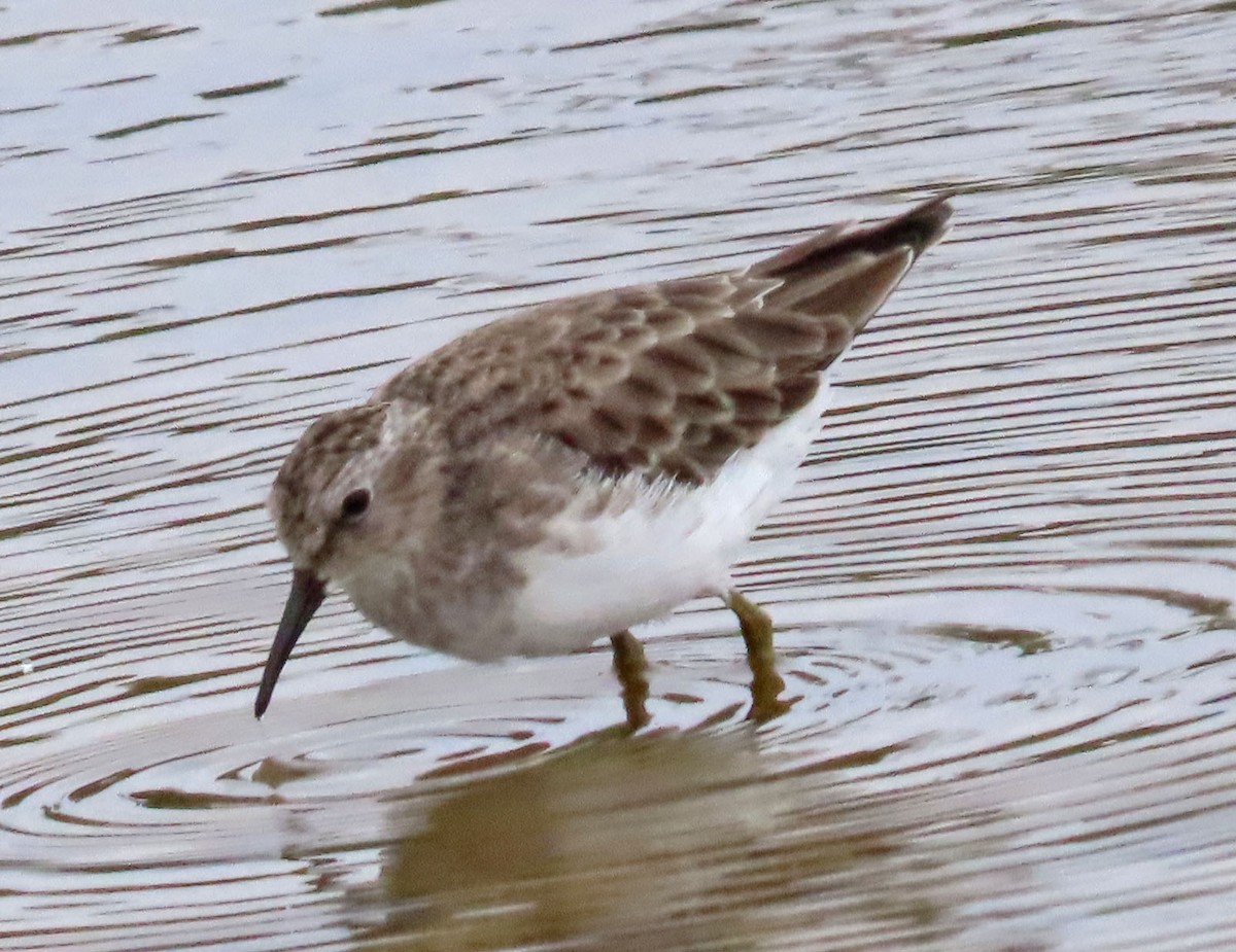 Least Sandpiper - ML491099931