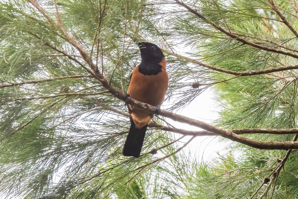 Hooded Pitohui - Nige Hartley