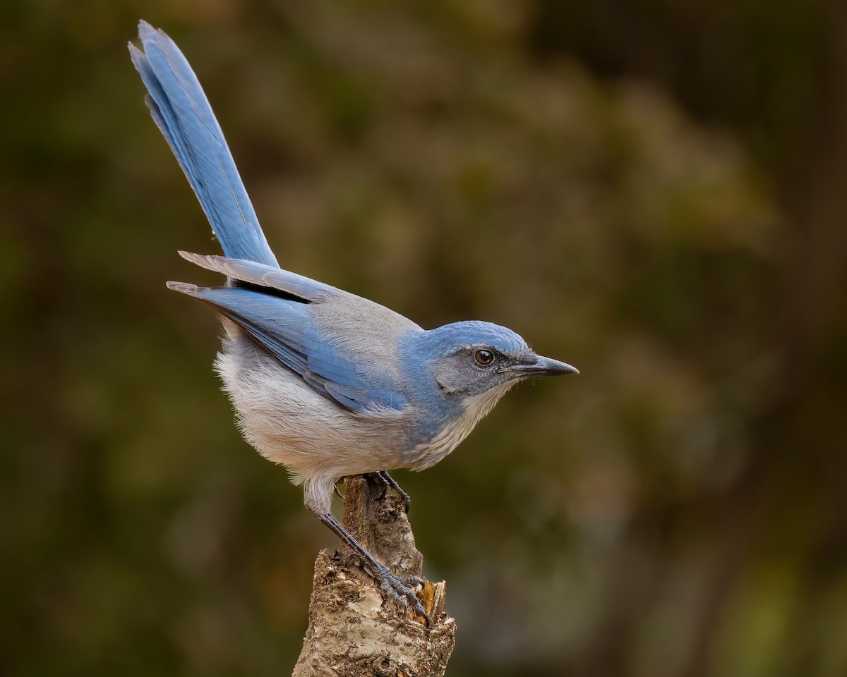 Woodhouse's Scrub-Jay - ML491100511