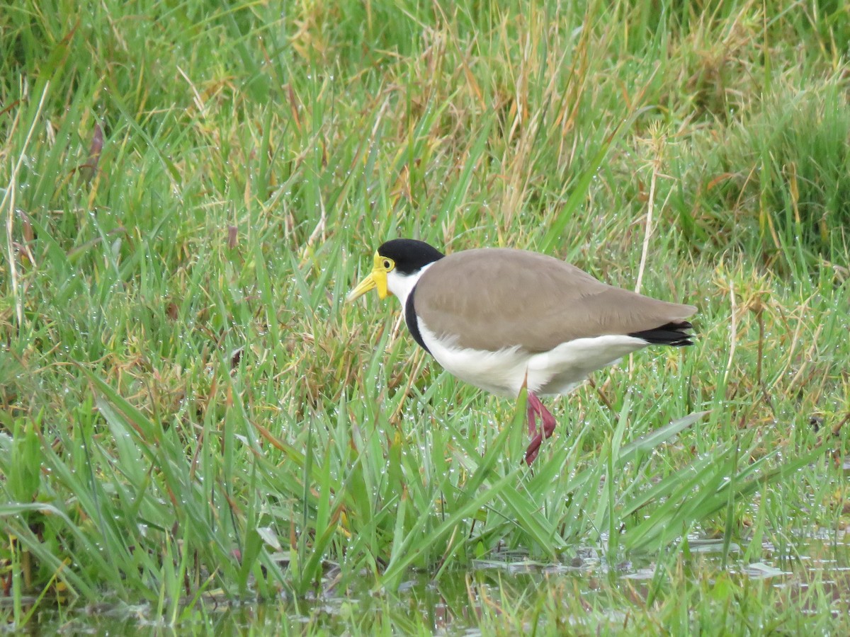 Masked Lapwing - ML491101921