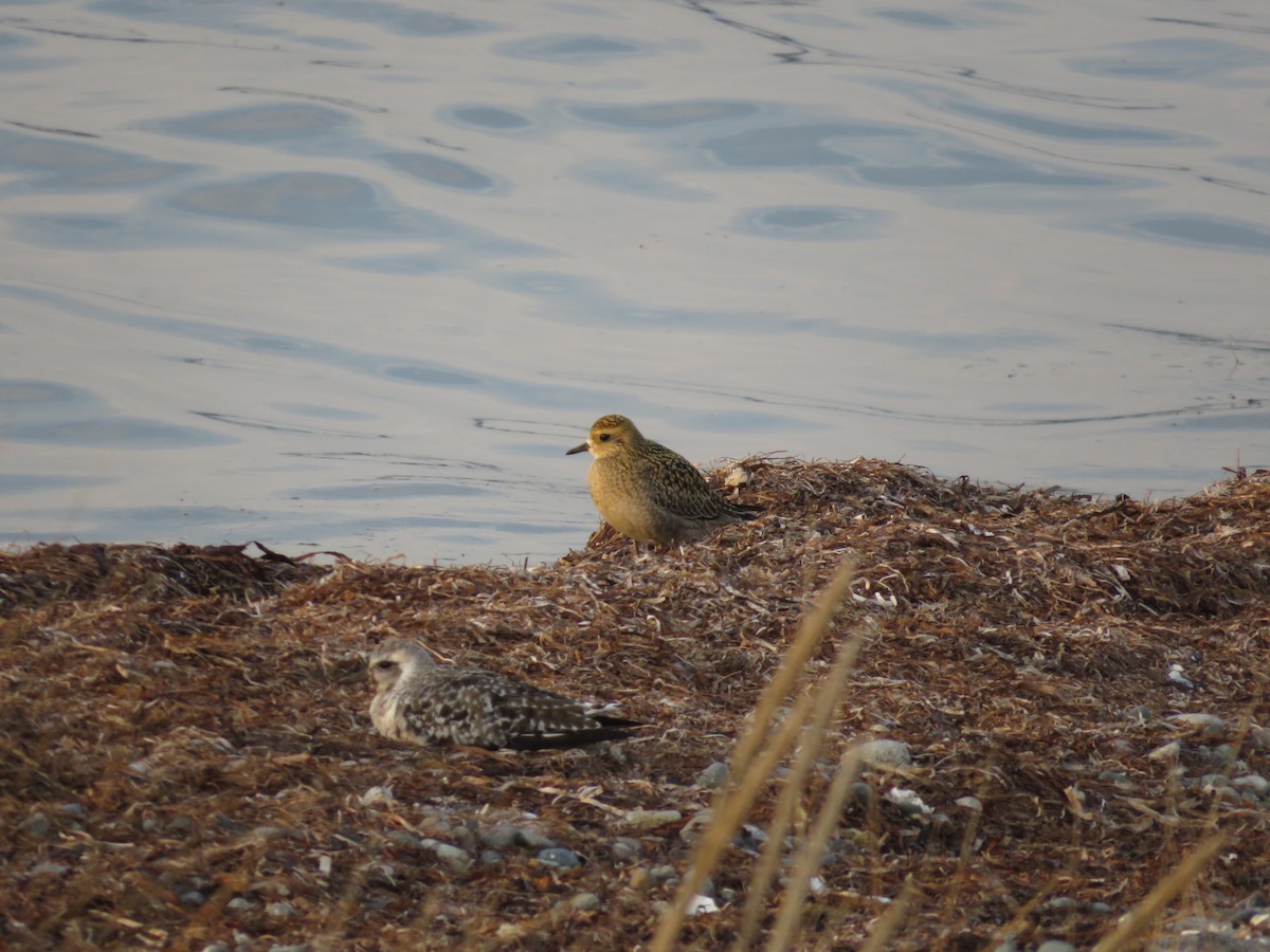 Pacific Golden-Plover - Levi Grudzinski